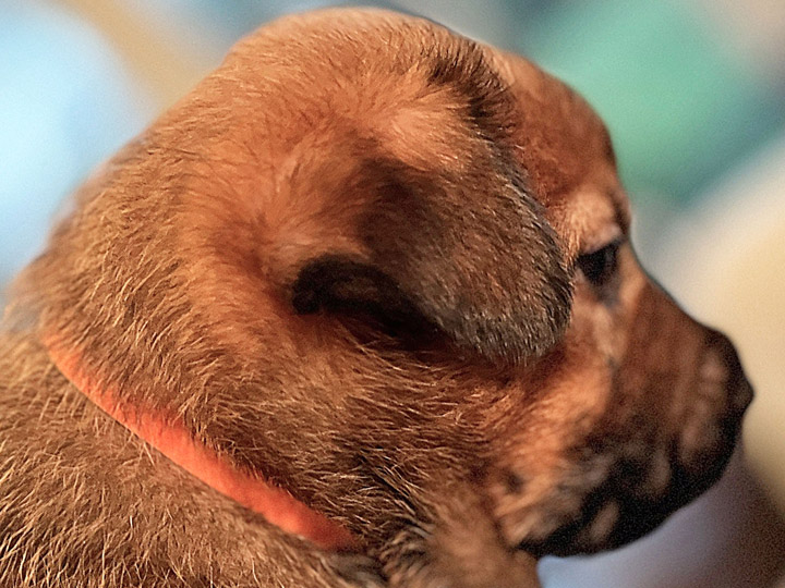 chinook puppy